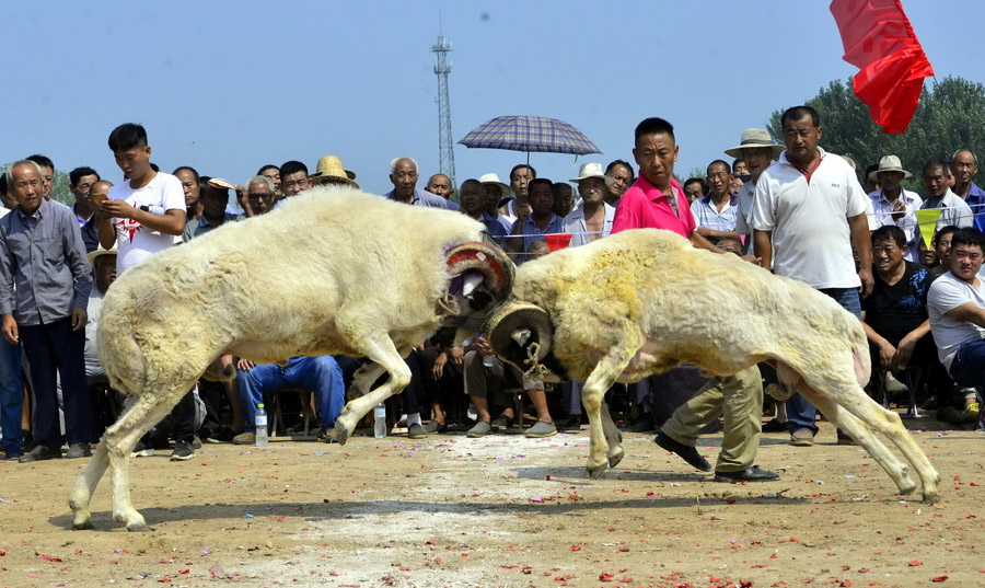 Goat fighting in Shandong