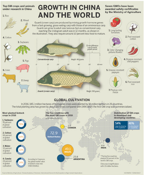 New carp species to extend scale of GM produce