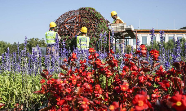 Color-changing chrysanthemum to make first display on National Day