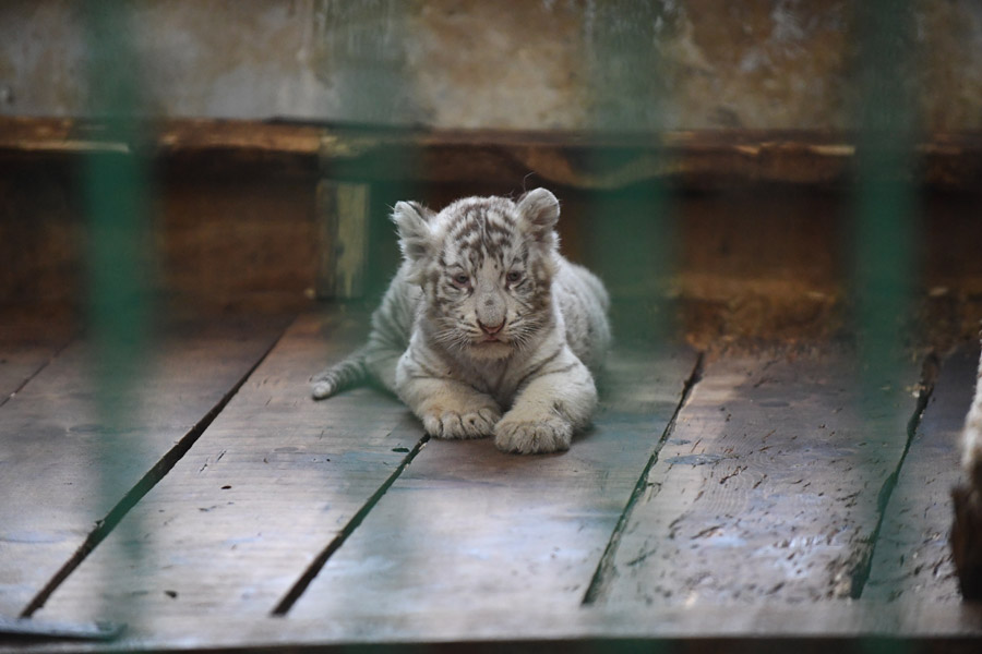 Three white tiger cubs steal the show in Harbin