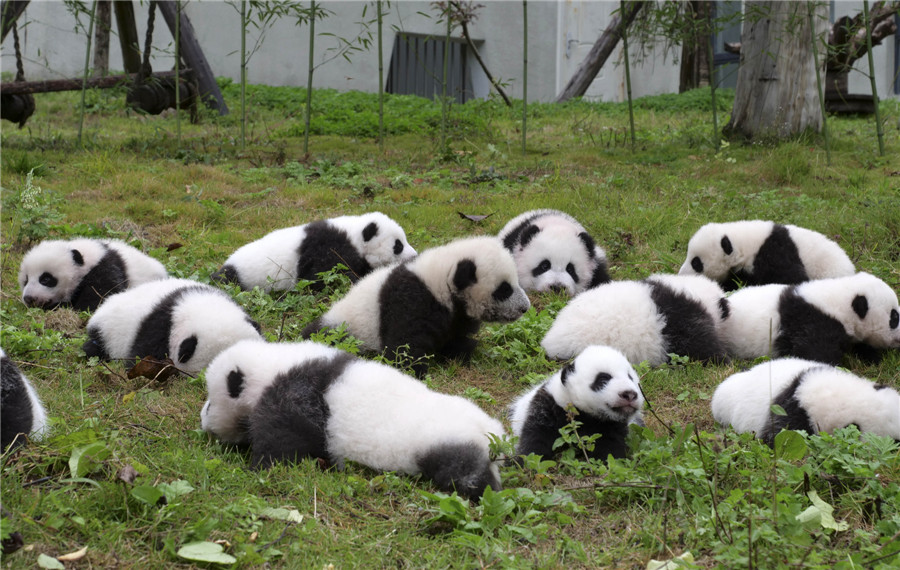 Newborn pandas get a photoshoot