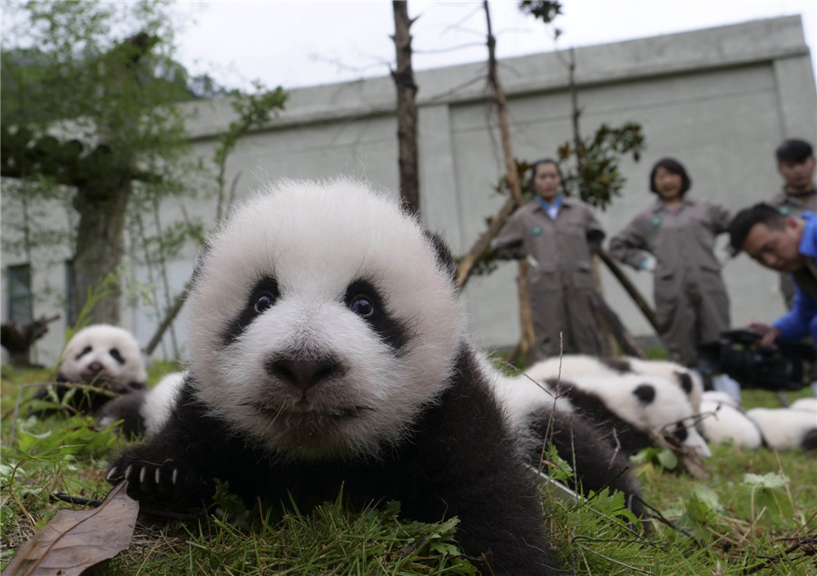 Newborn pandas get a photoshoot