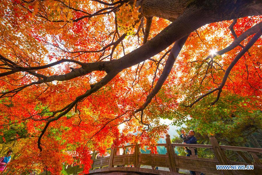 Red leaves of Lushan Mountain attract tourists