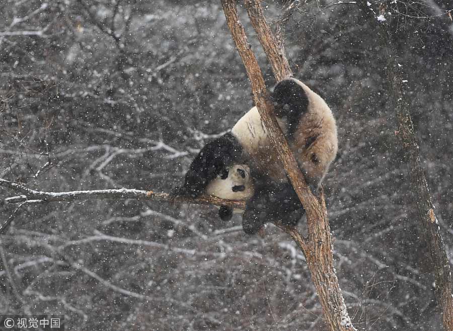 Giant panda enjoys first snowfall in Northeast China