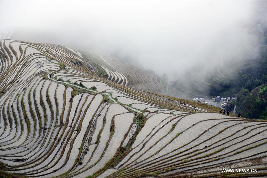 Scenery of terraced fields in South China's Guangxi