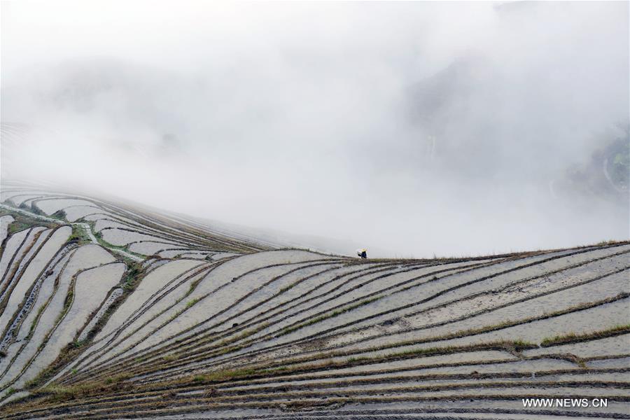 Scenery of terraced fields in South China's Guangxi