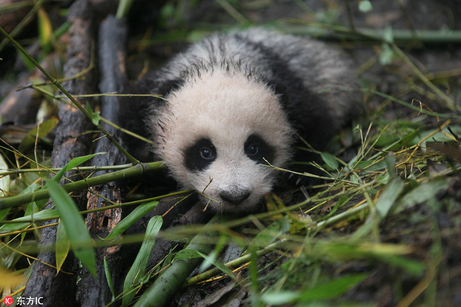 Giant panda pair to be released into wild tommorrow