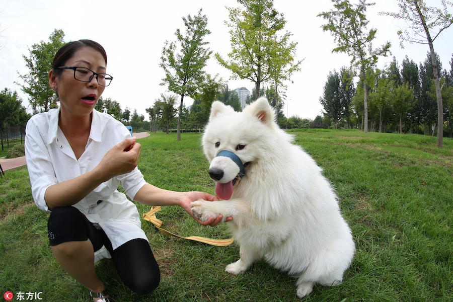 School for dogs helps them fit into society