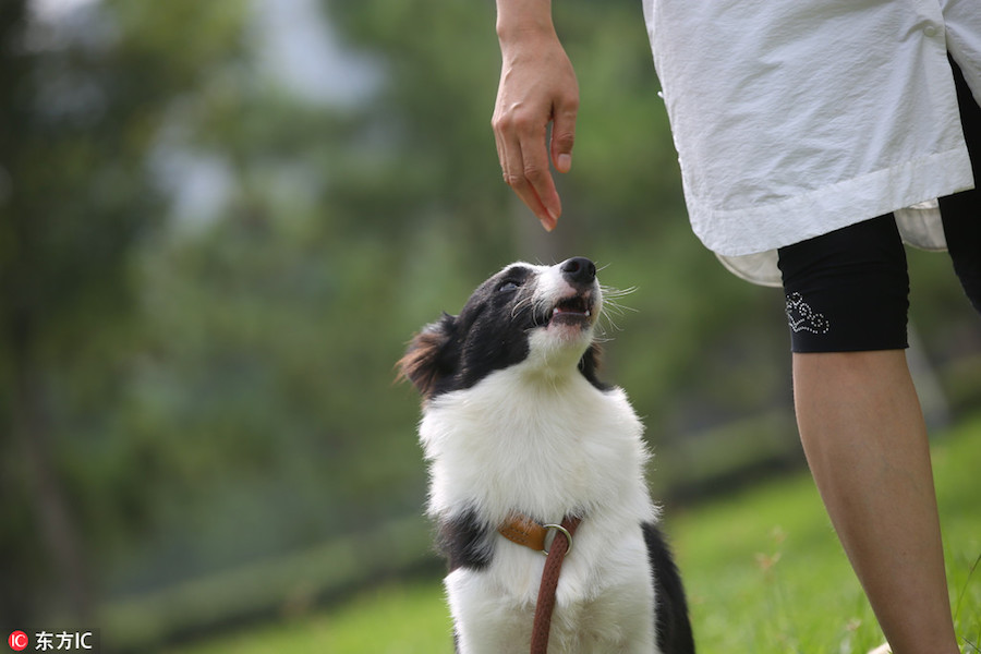 School for dogs helps them fit into society