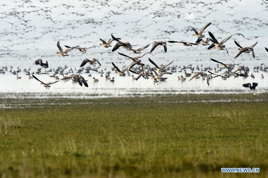 Migratory birds fly over Shengjin Lake