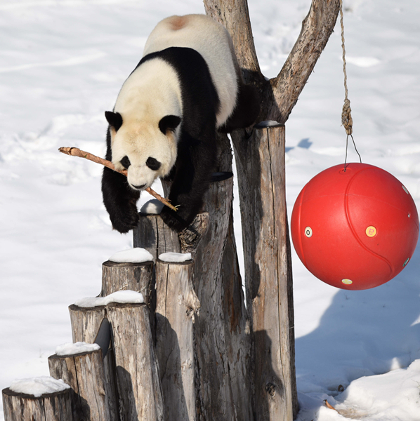 Les pandas gagnent à être mieux compris