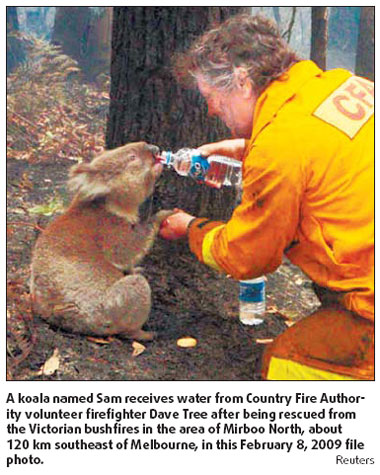 Aussie koala that survived fires dies