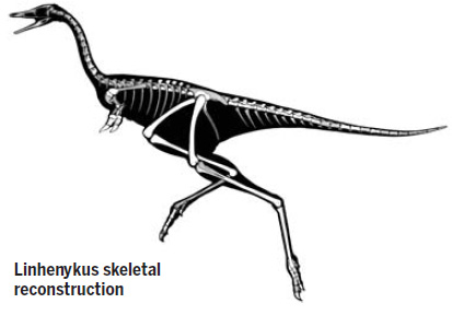 Dinosaur's single digit draws world attention