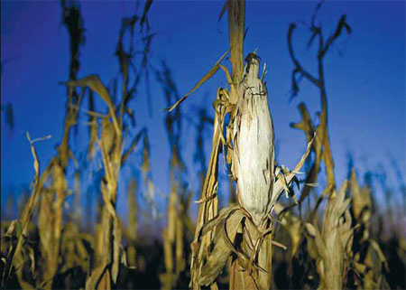 Grains of wrath as drought hits hard