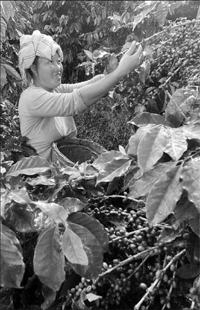 Wake up and smell the Chinese coffee