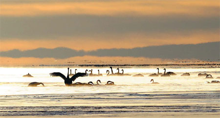 Whooper swans paint pretty picture on lake