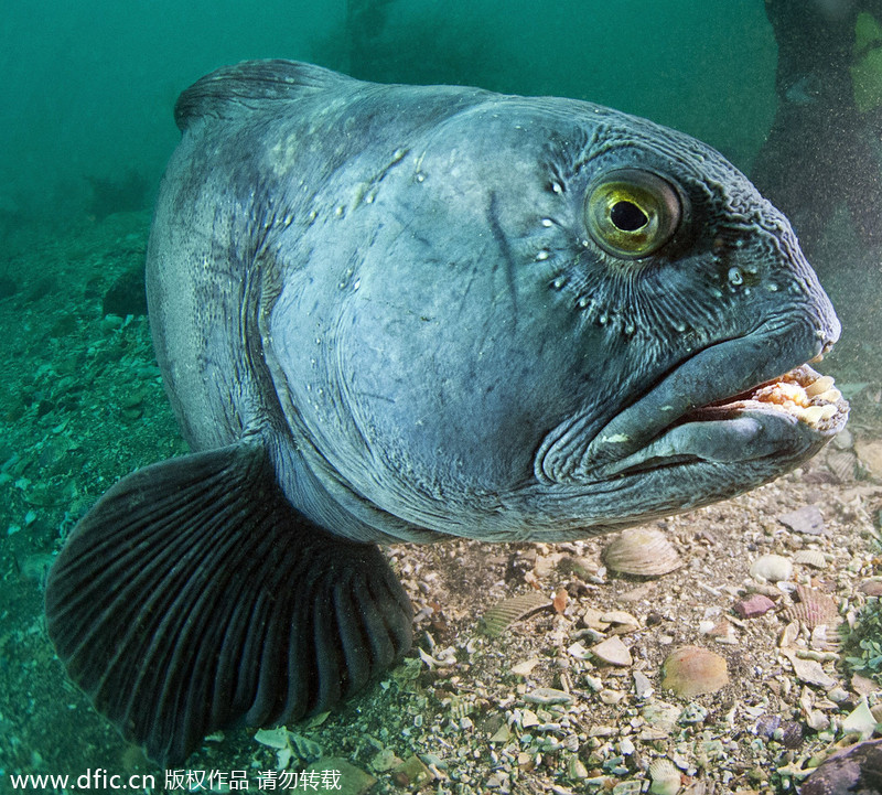 2013/14 Underwater Photography Competition winners announced