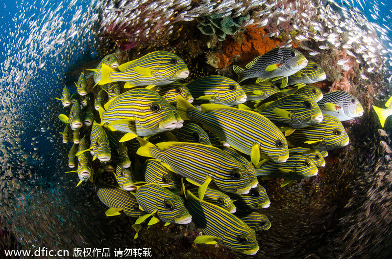 2013/14 Underwater Photography Competition winners announced