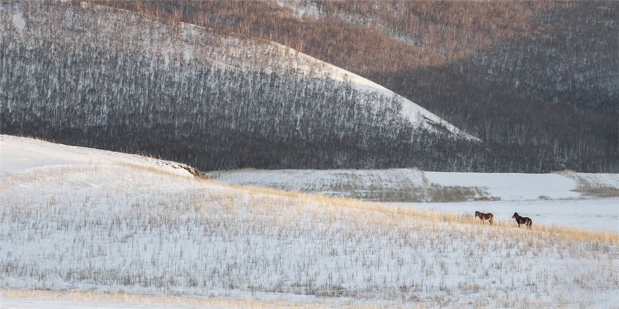 Galloping in the snow