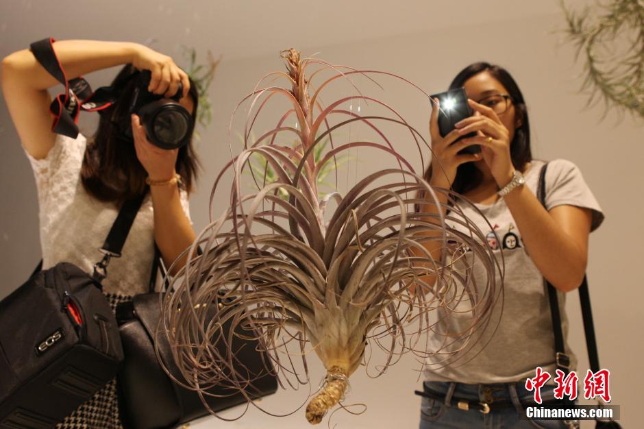 Exotic Plant Show held in Shanghai