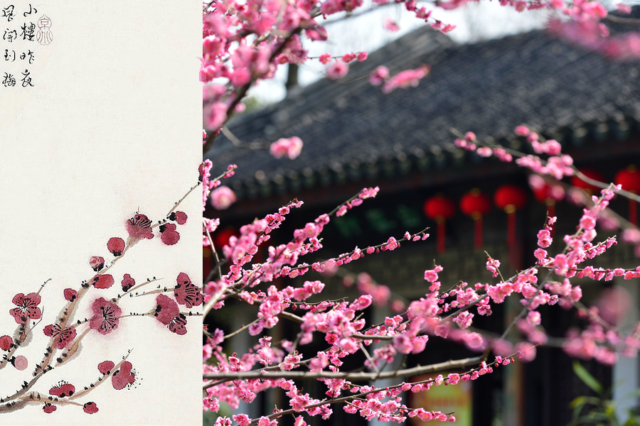 Poetic beauty: 10 most significant flowers in China