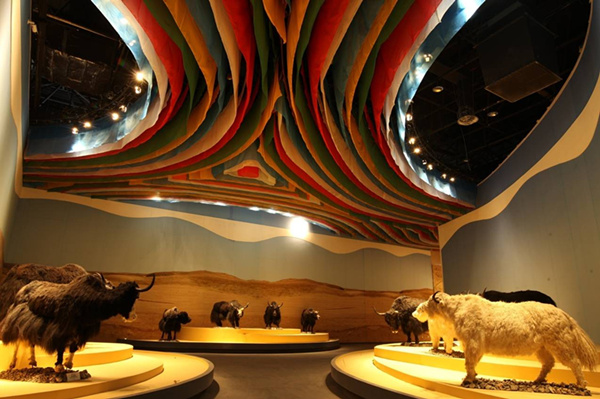 Tibetan yak museum sparks craze in Beijing