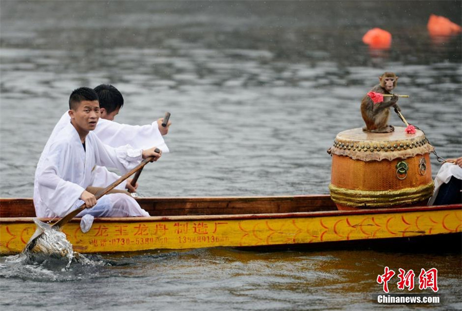 Monkey drummers bring fun to dragon boat race