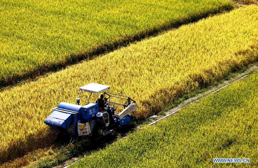 Scenery of autumn harvest around China