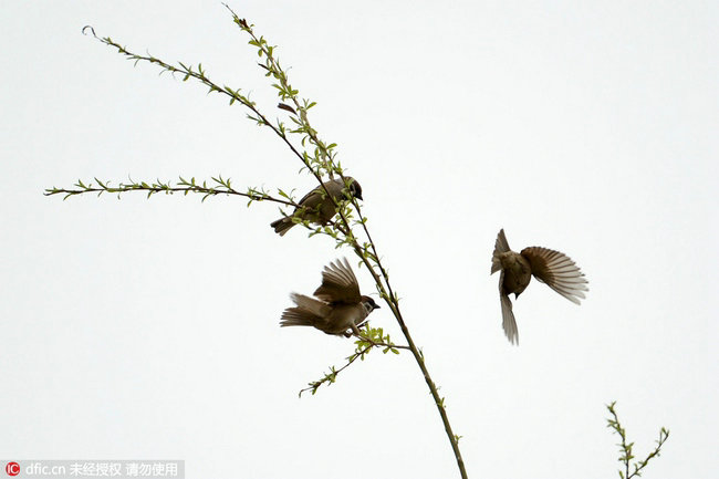 Willows in March are more than a spring messenger