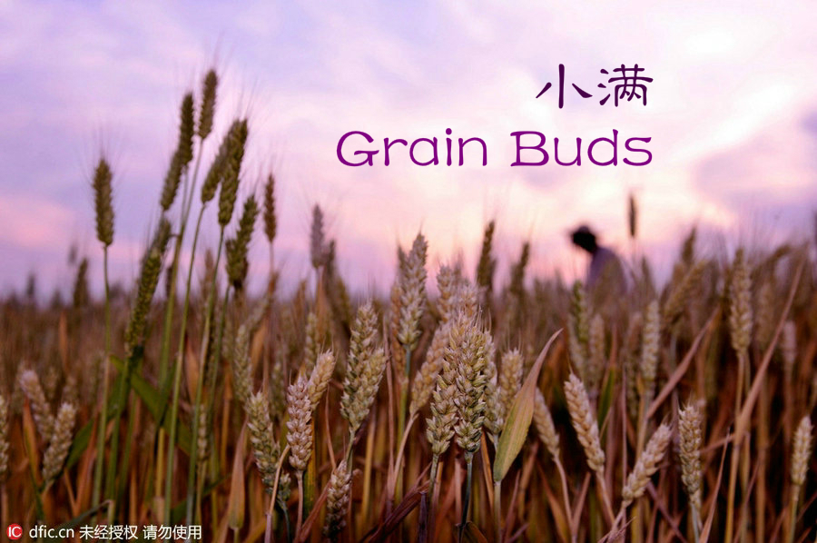 24 Solar Terms: 6 things you may not know about Grain Buds