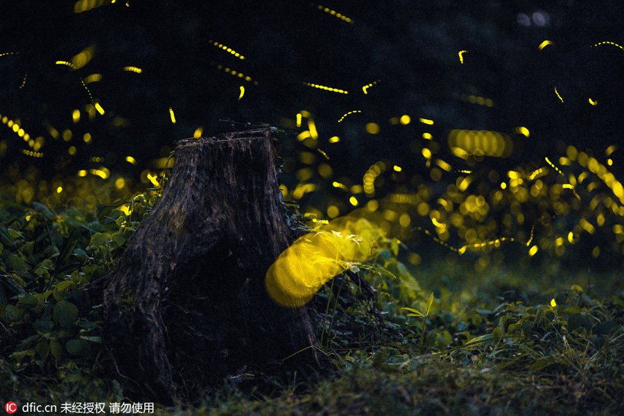 Magical firefly-lit shots of Nanjing Linggu Temple