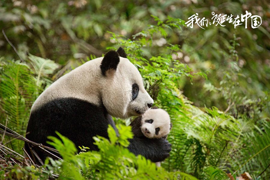 Disneynature's 'Born in China' to hit theaters on Aug 12