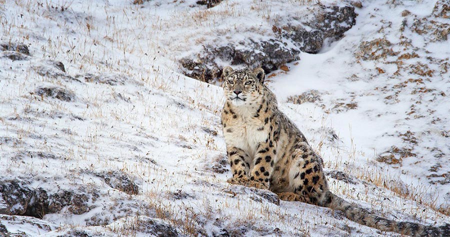 Disneynature's 'Born in China' to hit theaters on Aug 12