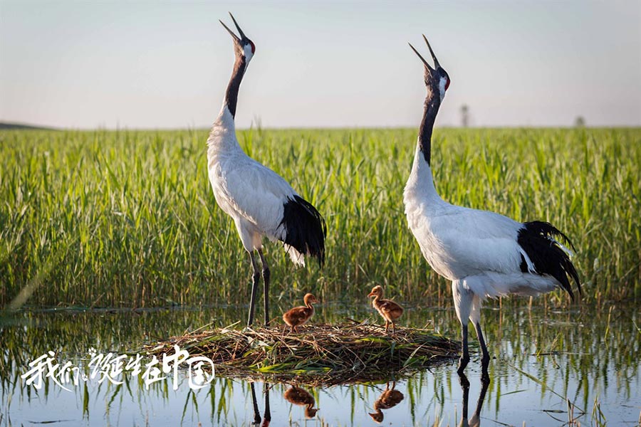 Disneynature's 'Born in China' to hit theaters on Aug 12