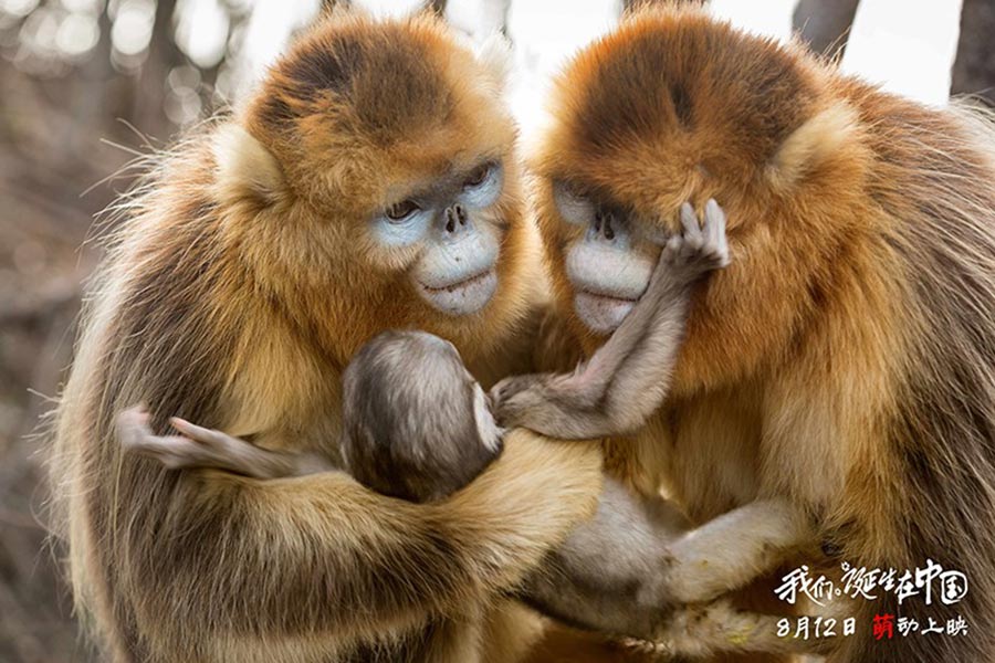 Disneynature's 'Born in China' to hit theaters on Aug 12