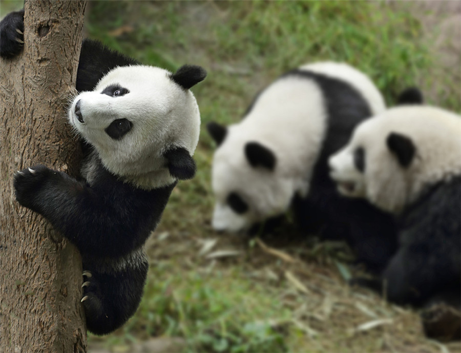 China in the eyes of foreign photographers