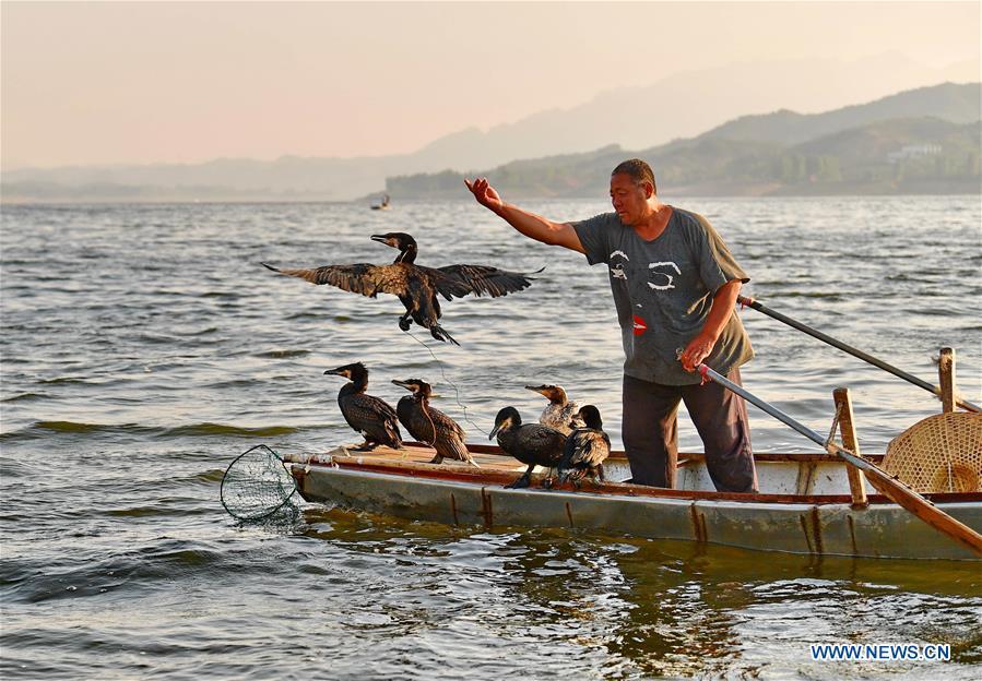 Chinese fisherman sticks to tradition of catching fish with ospreys