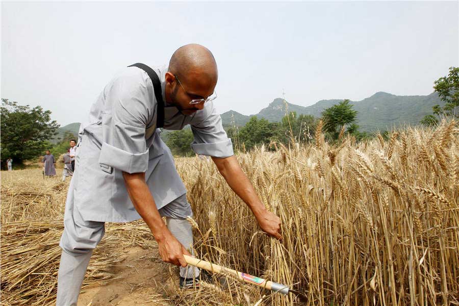 Shaolin monks get joy from harvest