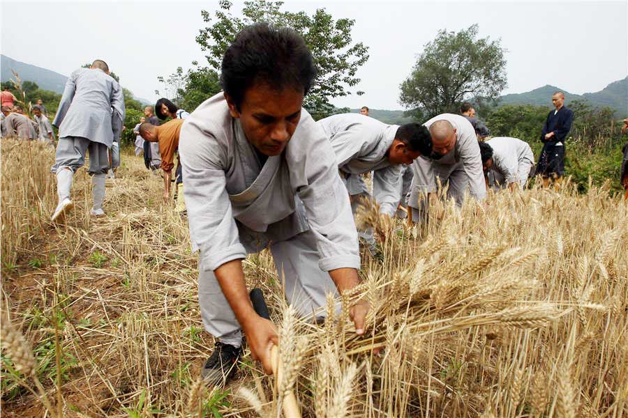 Shaolin monks get joy from harvest