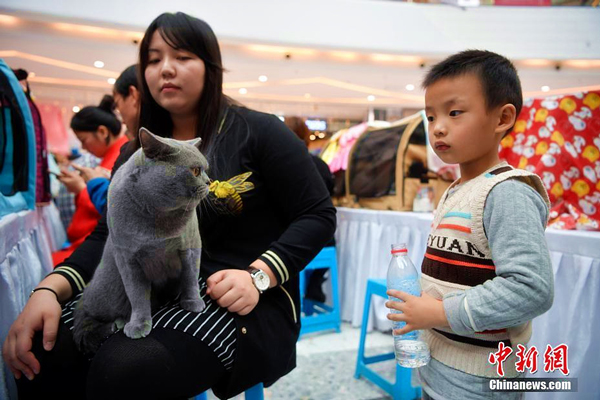 Adorable cats capture attention