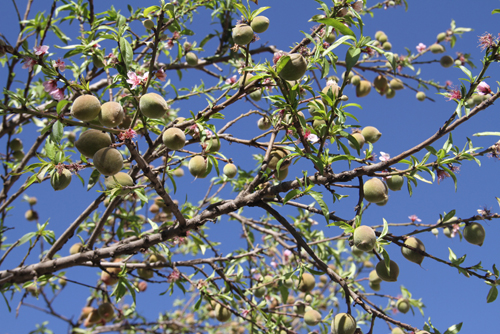 奇！云南東川一桃樹(shù)一年花開(kāi)五次