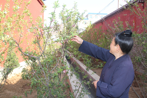 奇！云南東川一桃樹(shù)一年花開(kāi)五次