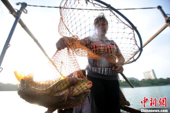 廣西食人魚傷人引發(fā)關注 民眾擔憂外來物種入侵