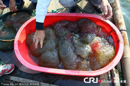 浙江一魚塘出現不明水生物(高清組圖)