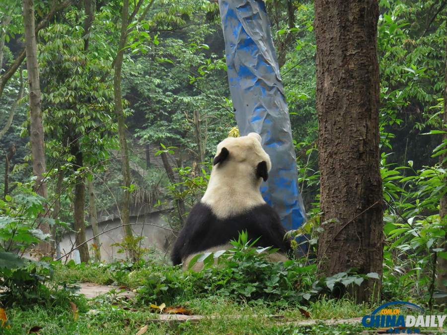 四川雅安：震后大熊貓生活恢復(fù)正常