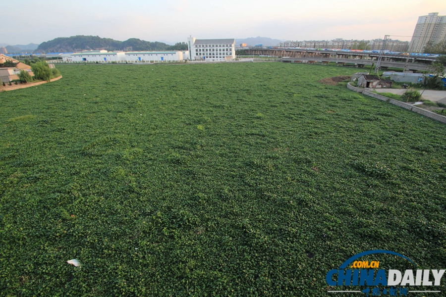 浙江紹興：百余畝水葫蘆封堵杭甬大運(yùn)河