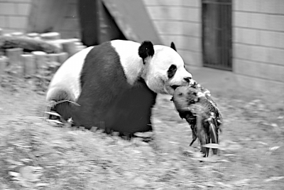 武漢動物園出意外 一大熊貓咬死覓食藍(lán)孔雀(圖)