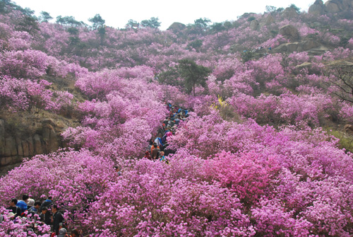 青島大珠山萬畝野生杜鵑花進入盛花期