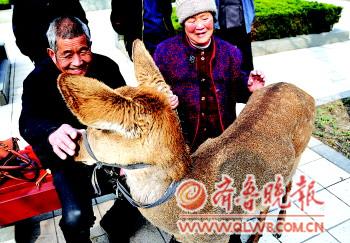 老兩口鬧市養(yǎng)只梅花鹿當(dāng)寵物 引眾多行人觀看(圖)