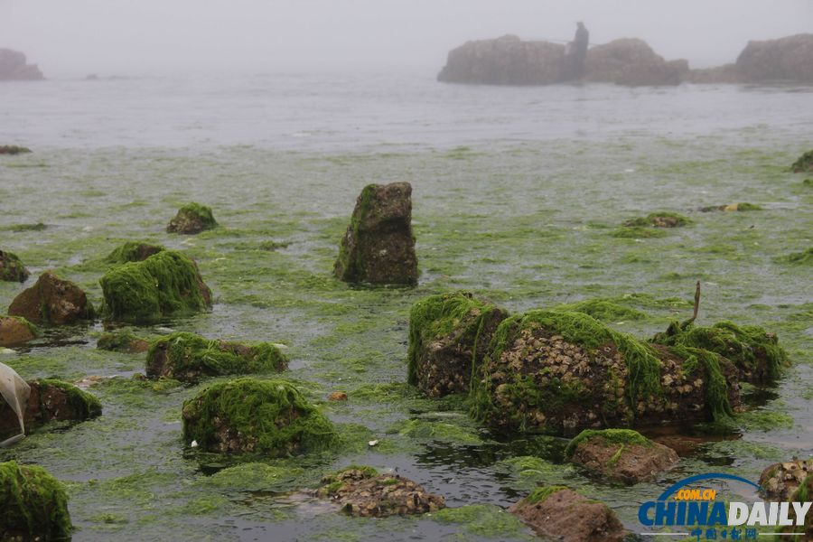 滸苔再襲青島 浴場(chǎng)成草原